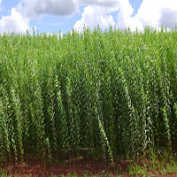 CrotalÃ¡ria Juncea