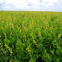 CrotalÃ¡ria Spectabilis