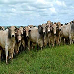 Rural LeilÃµes
